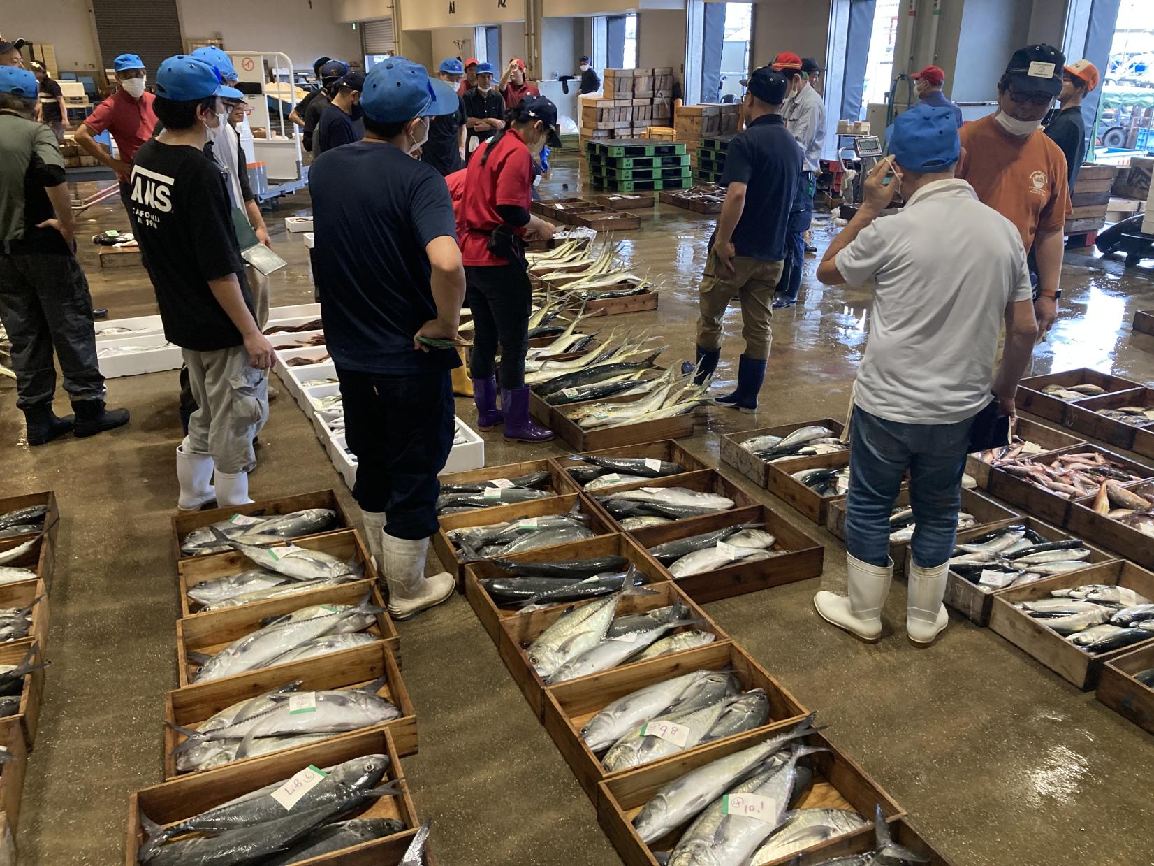 かごしま魚市場ツアー-1