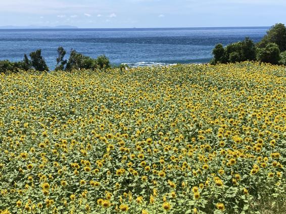 【長島町】長崎鼻灯台公園-3