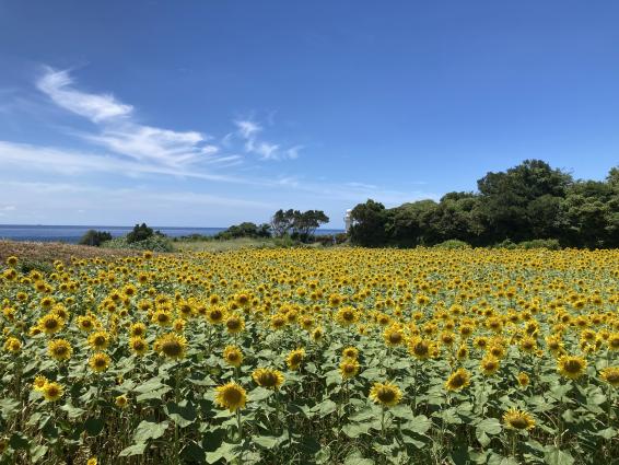 【長島町】長崎鼻灯台公園-2