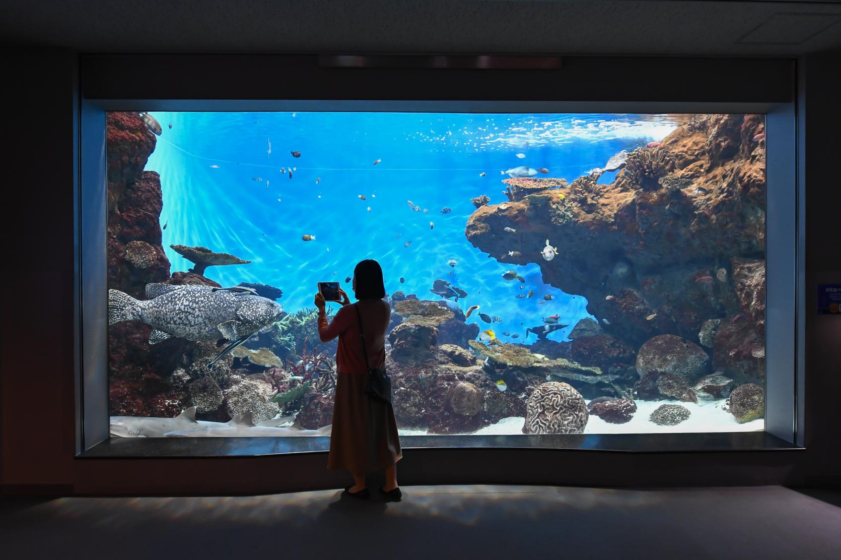 かごしま水族館　トワイライトアクアリウム-1