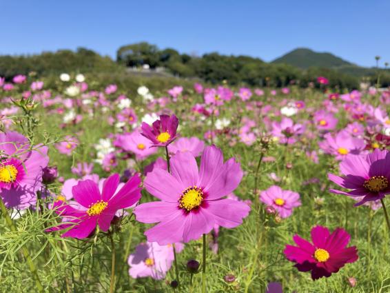 頴娃町郡のコスモス-1
