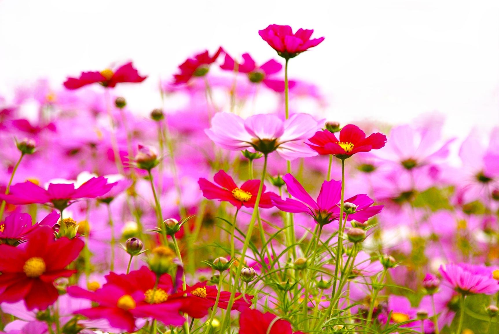 コスモスマルシェ-1