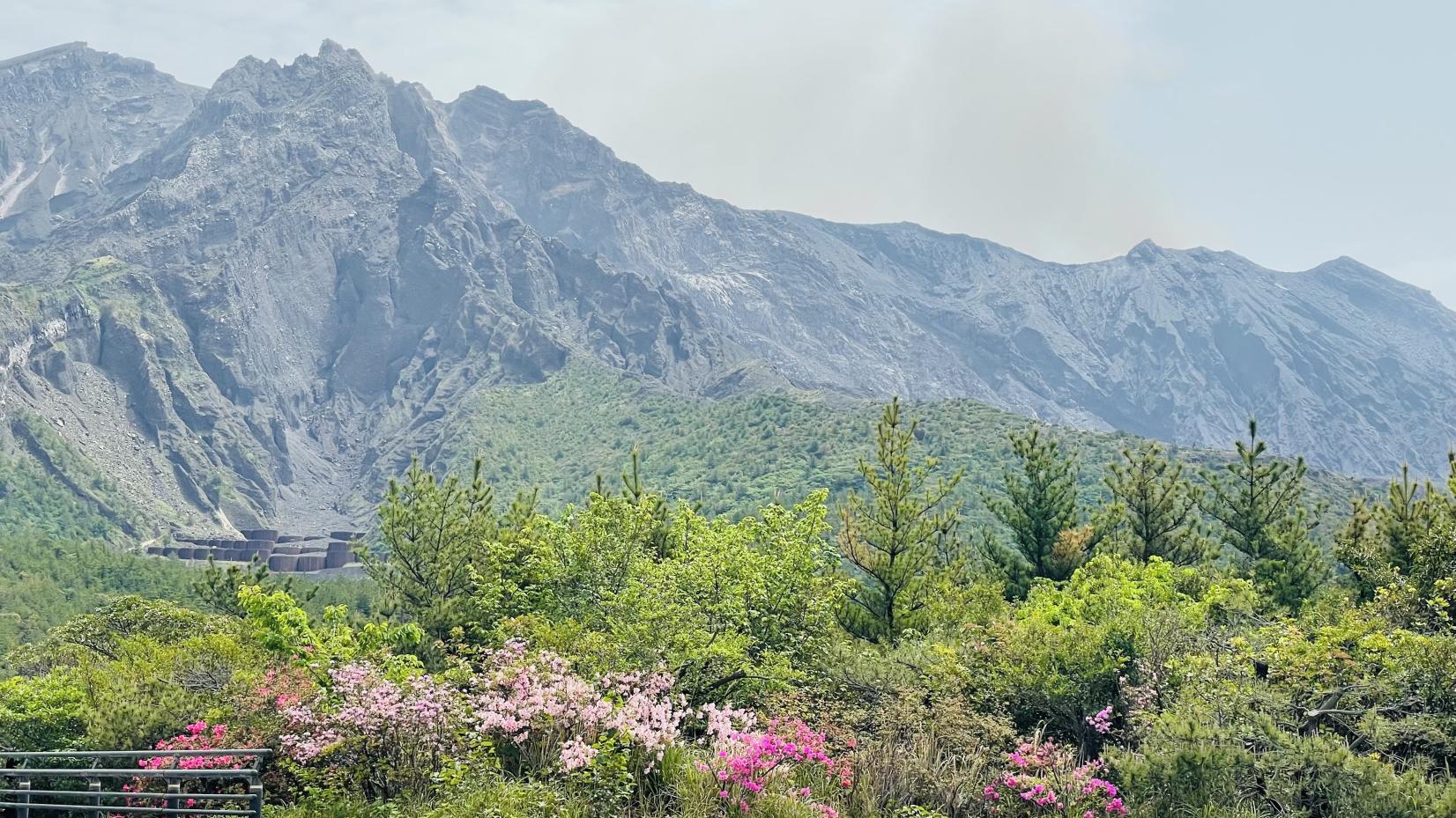 桜島サイクリングツアー 大正溶岩周遊ライド  　桜島ミュージアム-3