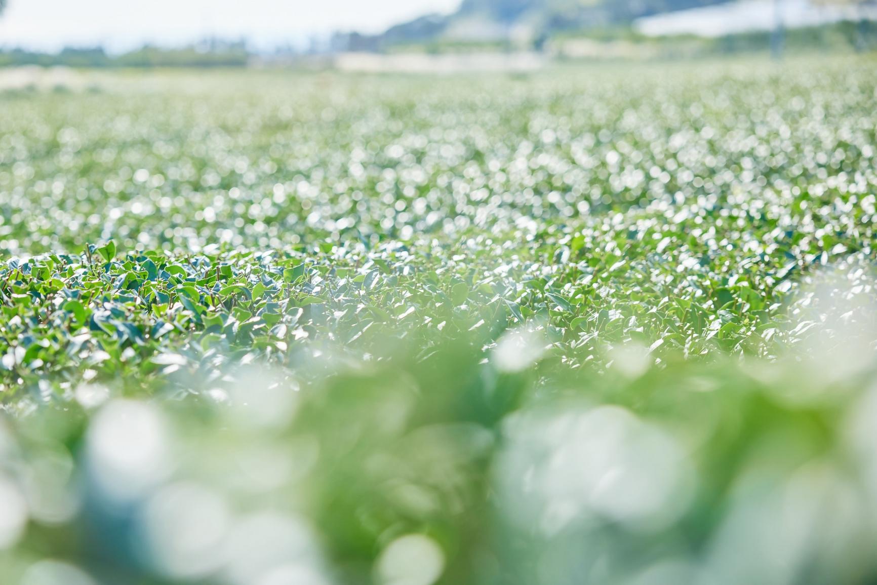 【知覧茶・お土産付き】シングルオリジン（日本茶）ブレンドティーつくり体験-4