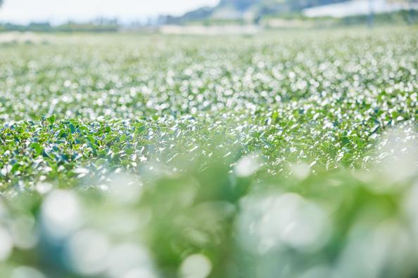 【知覧茶・お土産付き】シングルオリジン（日本茶）ブレンドティーつくり体験-4