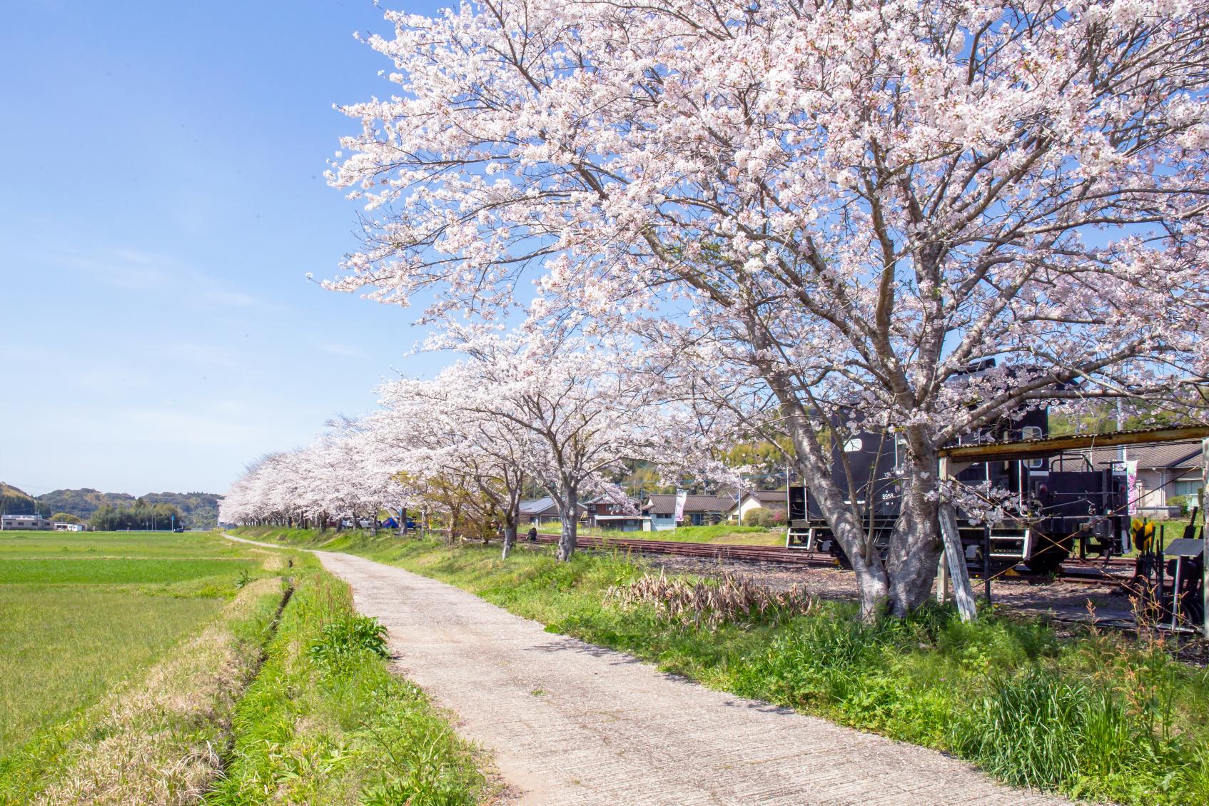 永野鉄道記念館の桜並木-1