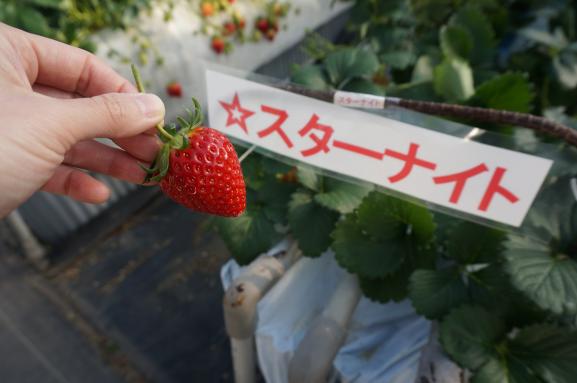 山のいちご屋さん ひがし農園-2