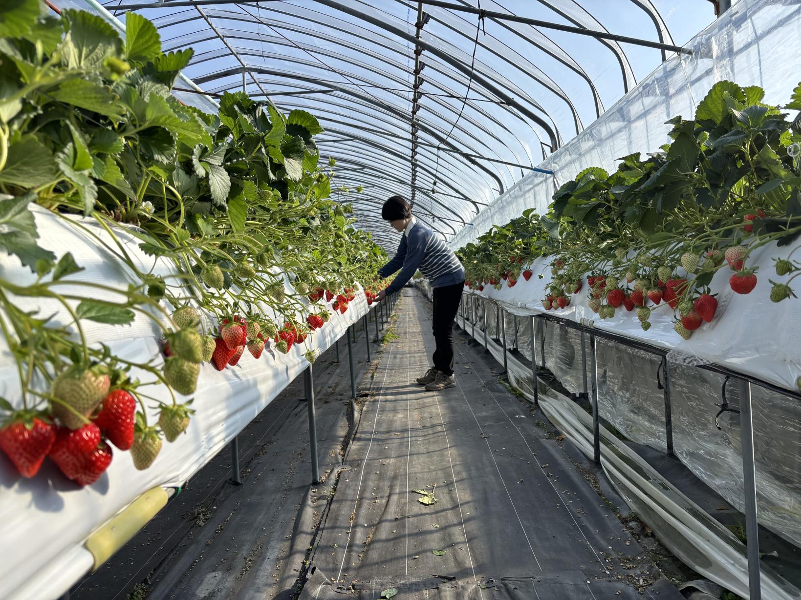 山のいちご屋さん ひがし農園-3