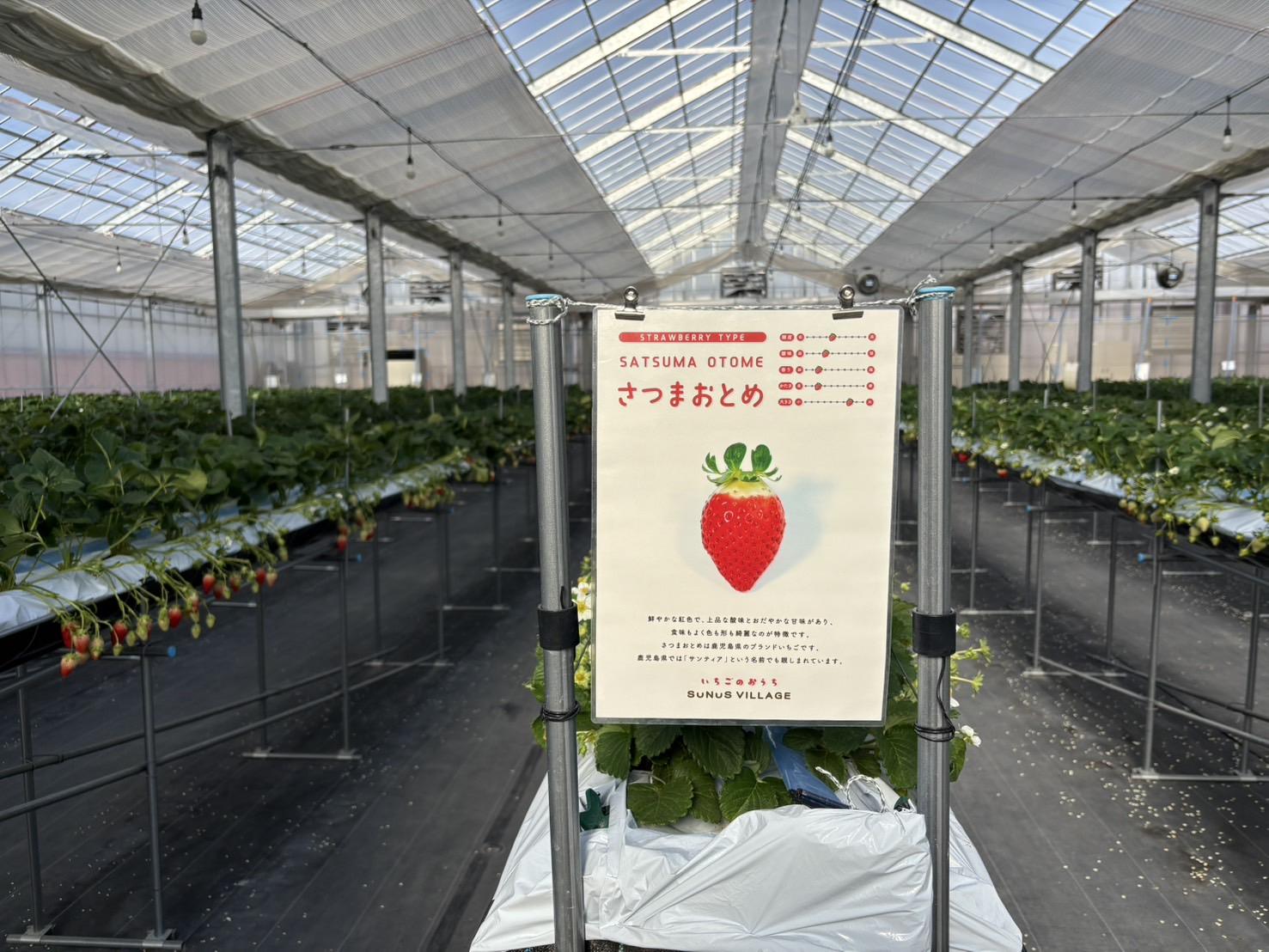 観光農園サナスビレッジ-3