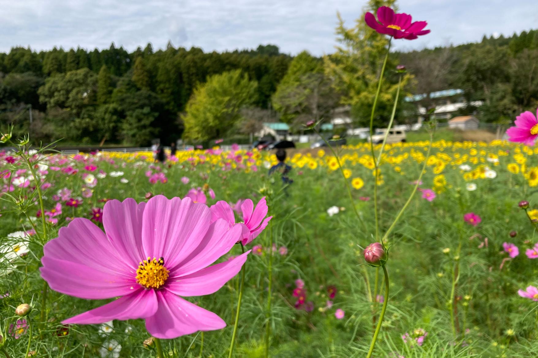 田代のコスモスとひまわり-1