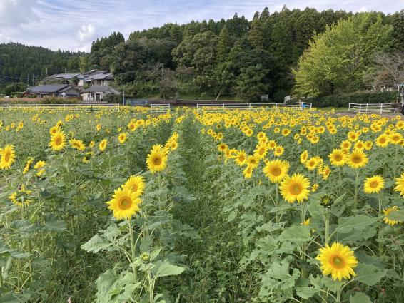 田代のコスモスとひまわり-8
