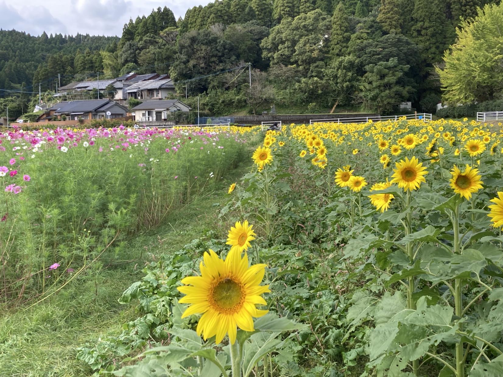 田代のコスモスとひまわり-5