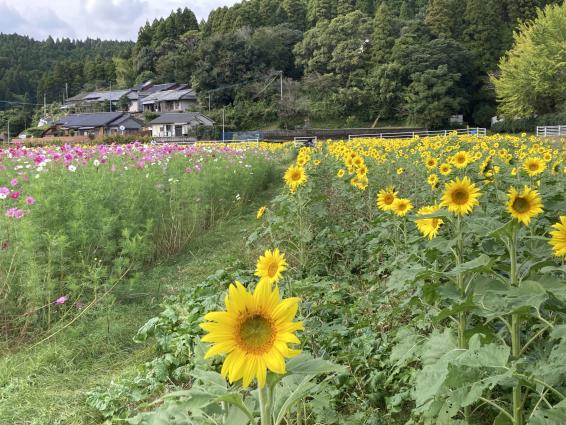 田代のコスモスとひまわり-5