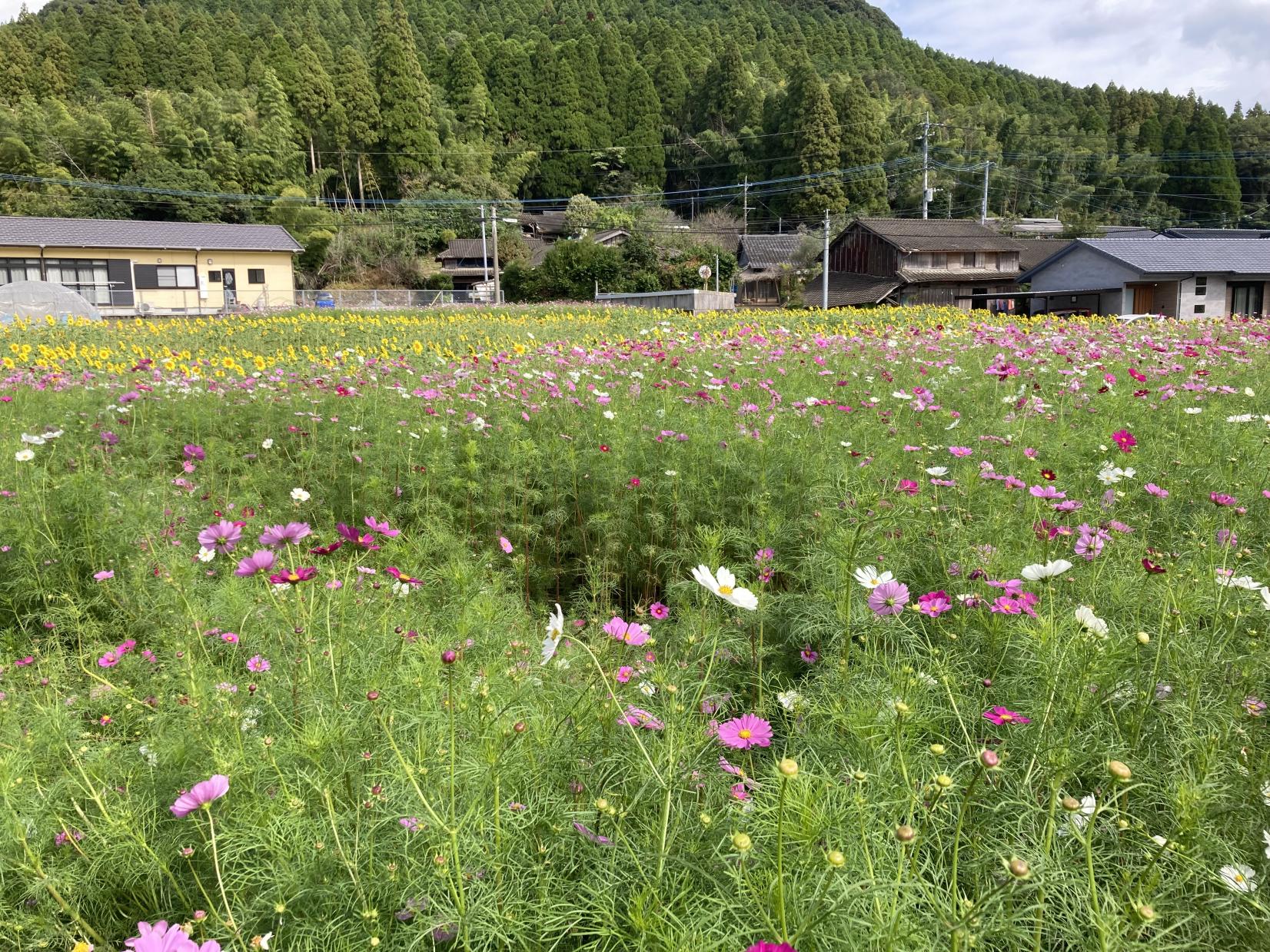 田代のコスモスとひまわり-4