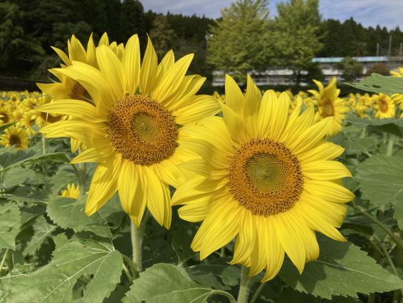 田代のコスモスとひまわり-2
