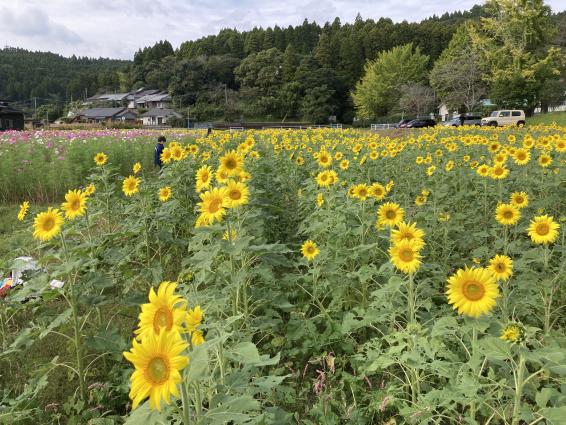 田代のコスモスとひまわり-7