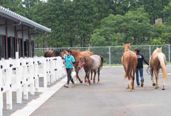 SKLV 南九州獣畜産医学拠点-2