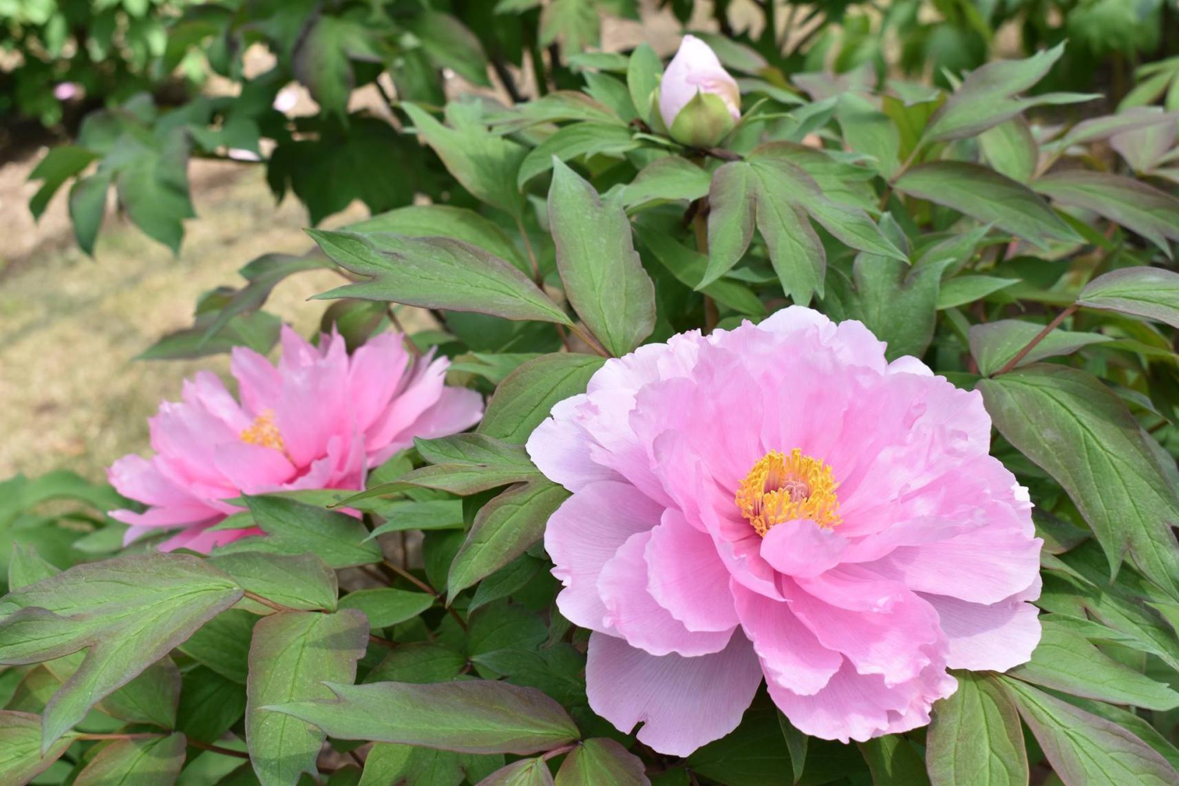 第11回ぼたんまつり-1