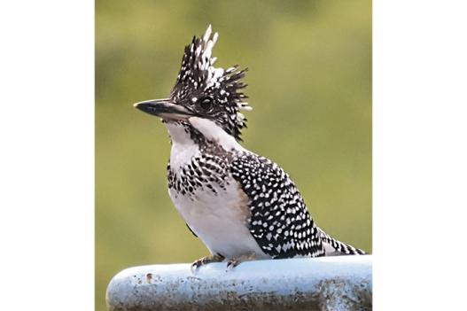 エコツアーガイドIZUMI / 出水市-9