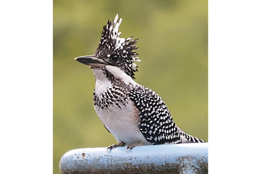 エコツアーガイドIZUMI / 出水市-9