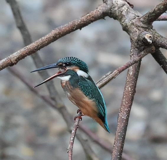 エコツアーガイドIZUMI / 出水市-8