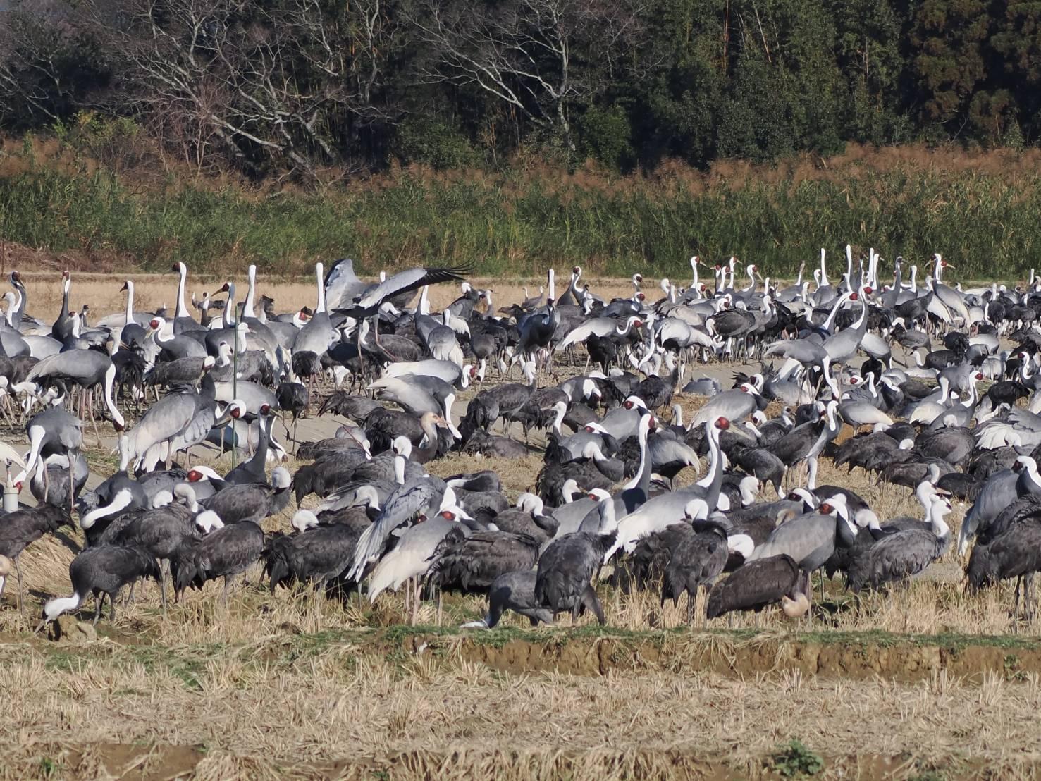 エコツアーガイドIZUMI / 出水市-3