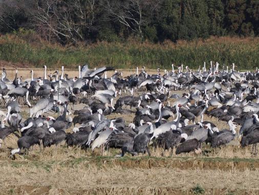 エコツアーガイドIZUMI / 出水市-3