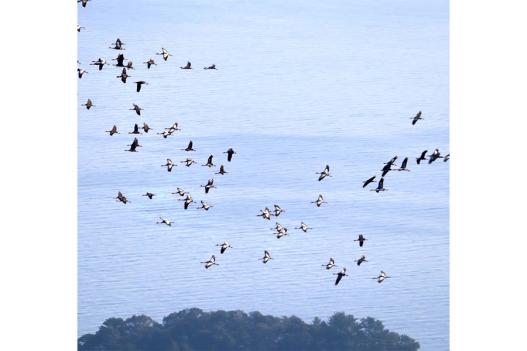 エコツアーガイドIZUMI / 出水市-4