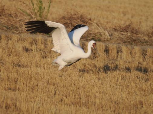 エコツアーガイドIZUMI / 出水市-5