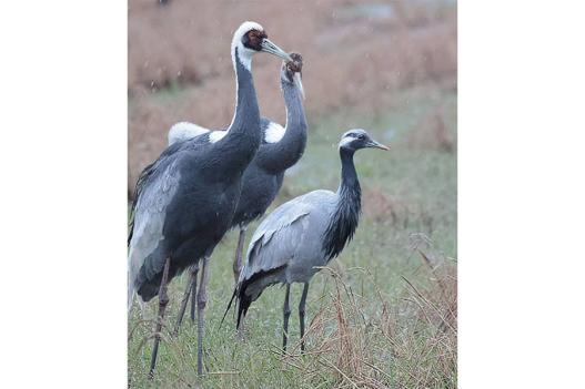 エコツアーガイドIZUMI / 出水市-6