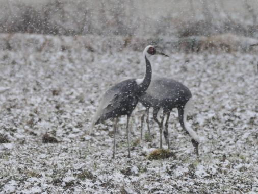 エコツアーガイドIZUMI / 出水市-7