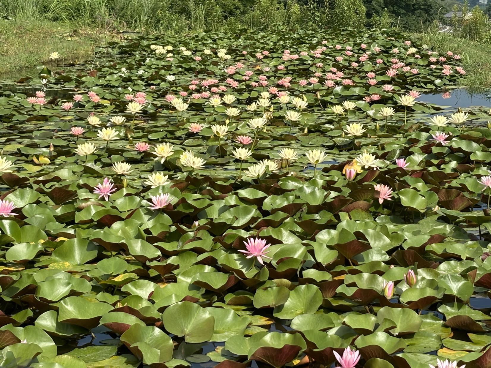 田原の棚田のスイレン-1
