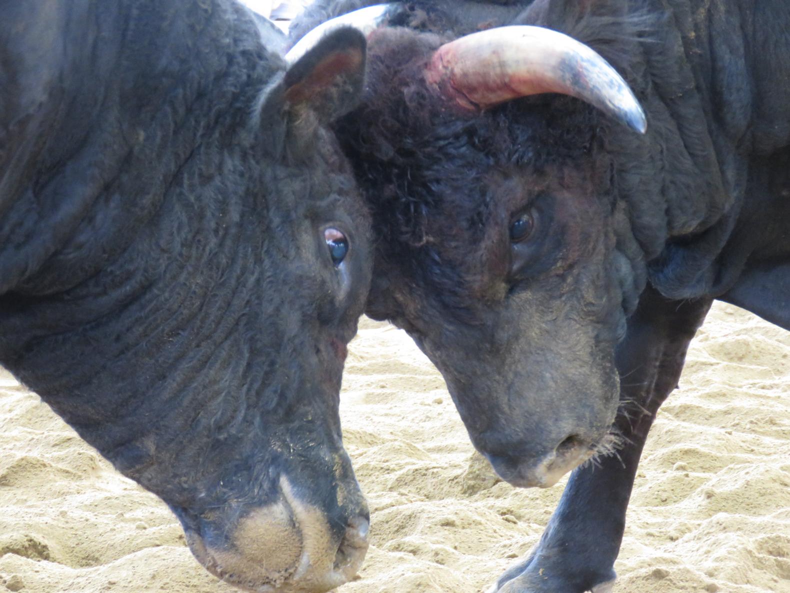 わいど～む あまぎ落成記念 第４３回 徳之島全島一・ミニ軽量級優勝旗争奪戦 天城町大会-1