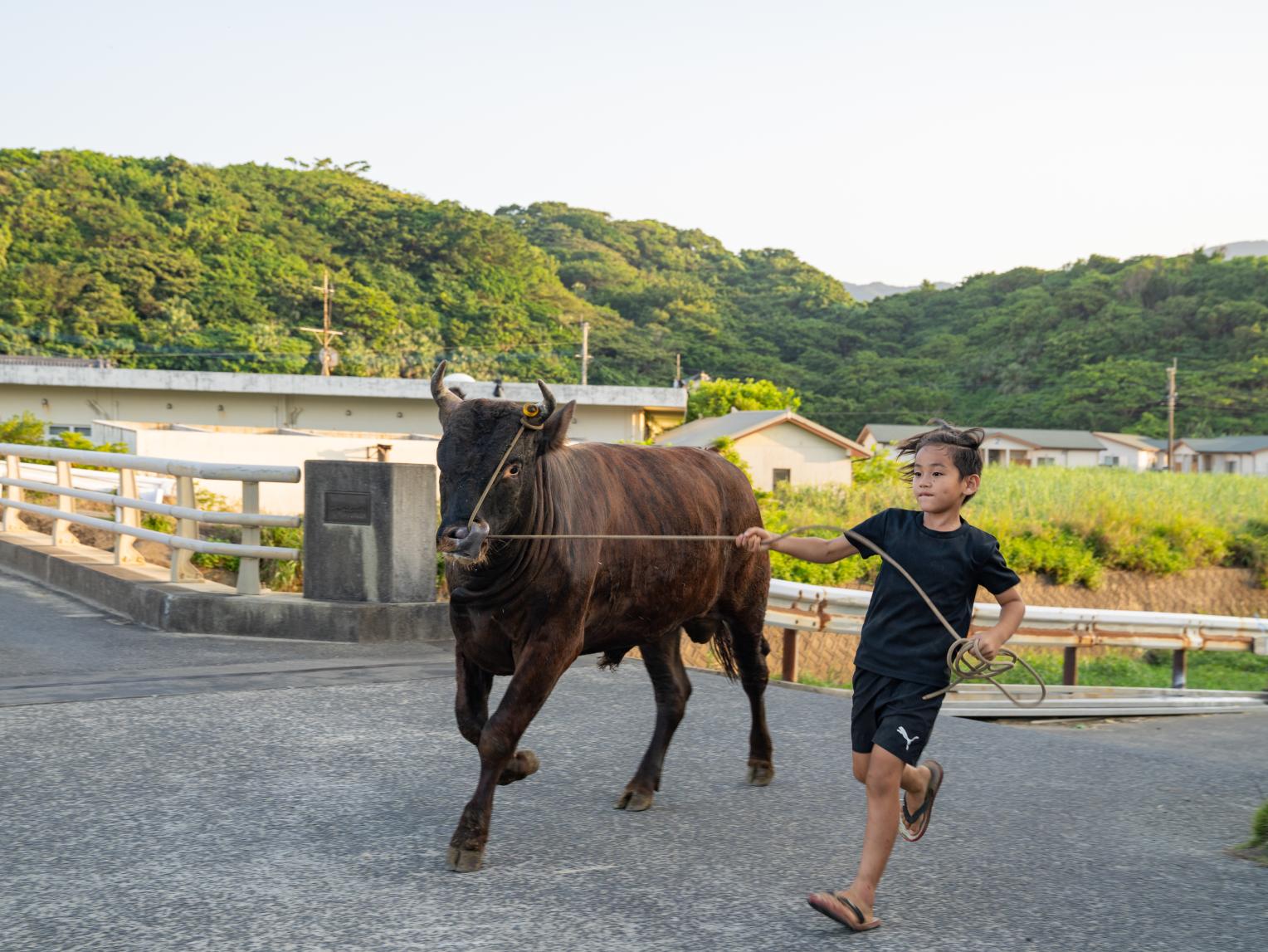 闘牛ふれあい体験-4