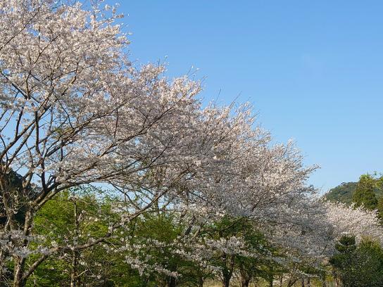 神野山の学校キャンプ場-9