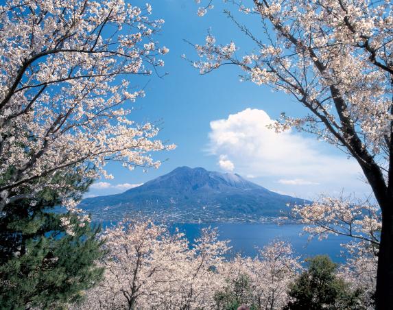 Sakurajima / 桜の中の桜島