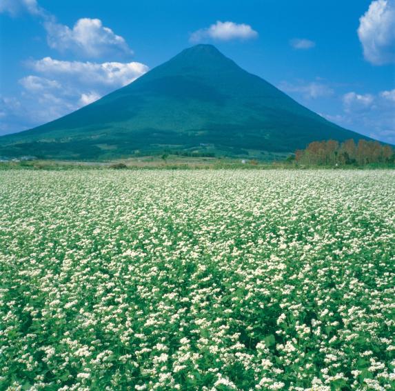 Mt. Kaimon and soba fields / 開聞岳とソバ畑