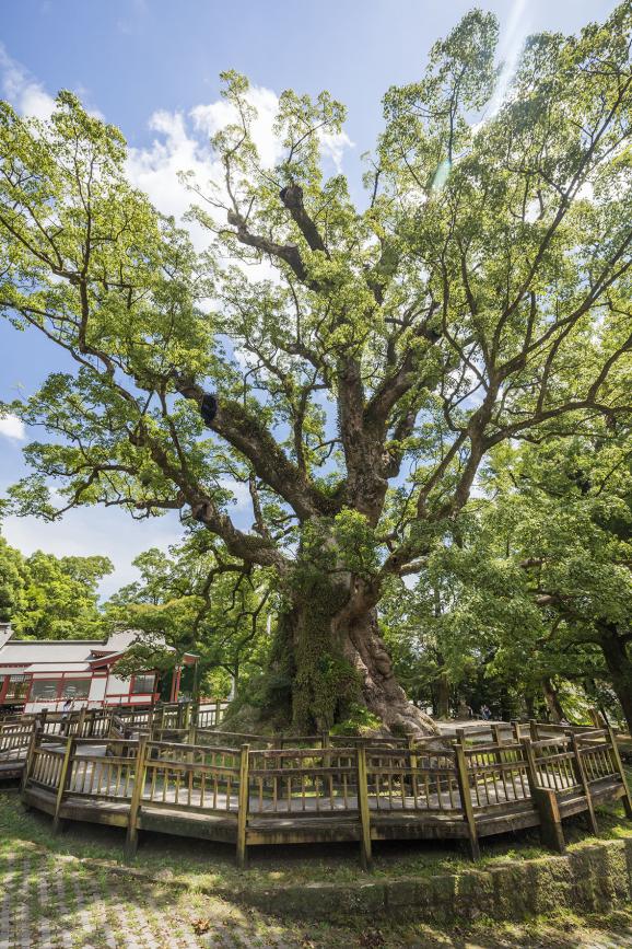 Kamou Giant Camphor Tree / 蒲生の大クス