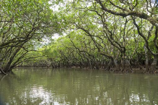 Amami Mangrove Forest / マングローブパーク