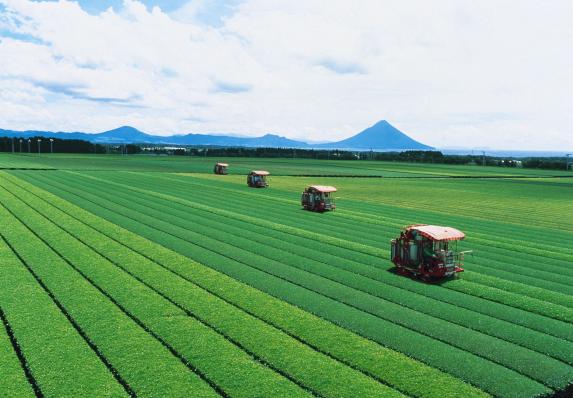 Green tea fields of Chiran / 菊永地区知覧茶生産団地