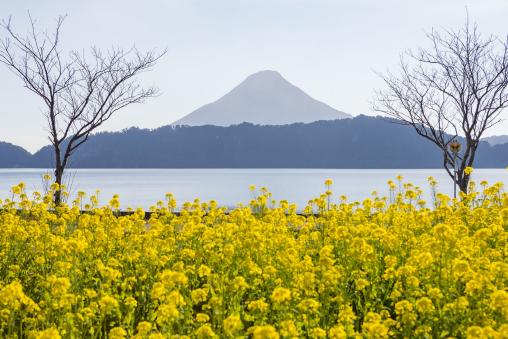 Rape blossoms and the Mt. Kaimon / 菜の花畑と開聞岳