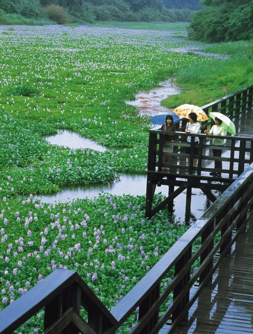 Water hyacinth in the Shoen Pond / 正円池のホテイアオイ
