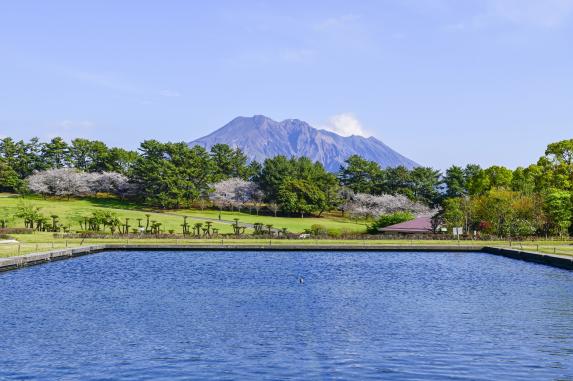 Cherry blossoms and Sakurajima at Yoshino Park / 吉野公園の桜と桜島