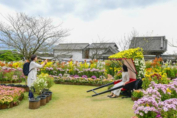 Sengan-en Chrysanthemum Festival / 仙巌園の菊まつり