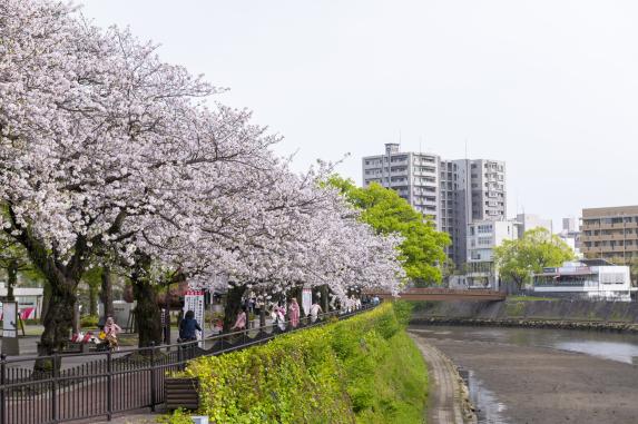 Cherry blossoms at History Road / 歴史ロード 維新ふるさとの道の桜