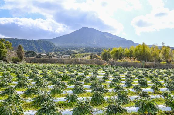 Experience to harvest Sakurajima daikon radish / 桜島大根収穫体験