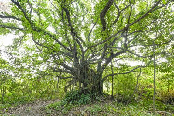Giant Akou Trees on Shinjima Island / 新島のアコウの巨木
