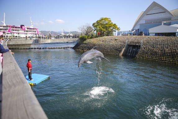 Dolphin Waterway at Kagoshima City Aquarium / いおワールドかごしま水族館のイルカの水路展示