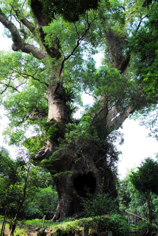 Giant Camphor Tree in Tsukazaki / 塚崎の大クス