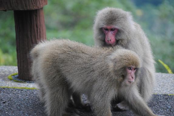 Yakushimazaru (Japanese macaques) / ヤクシマザル1
